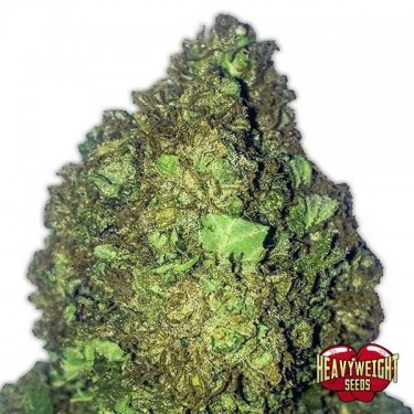 Plante de marijuana Short & Sweet Auto