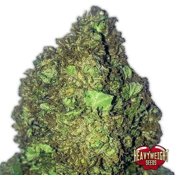 Voir Plante de marijuana Short & Sweet Auto