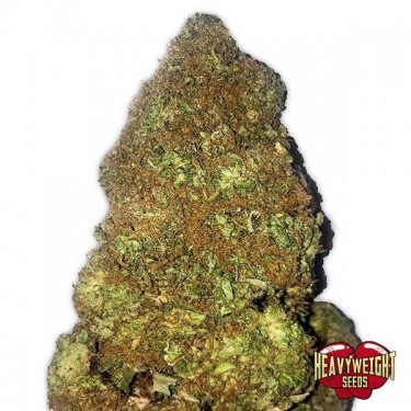 Plante de marijuana Jackpot Auto