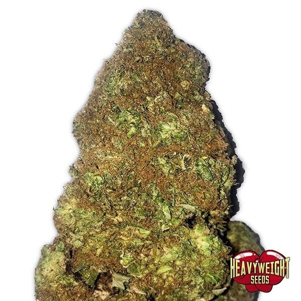 Voir Plante de marijuana Jackpot Auto