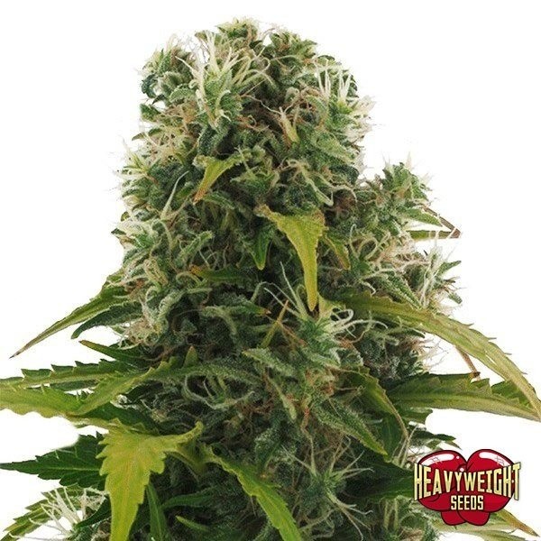 Voir Plante de marijuana High Density Auto