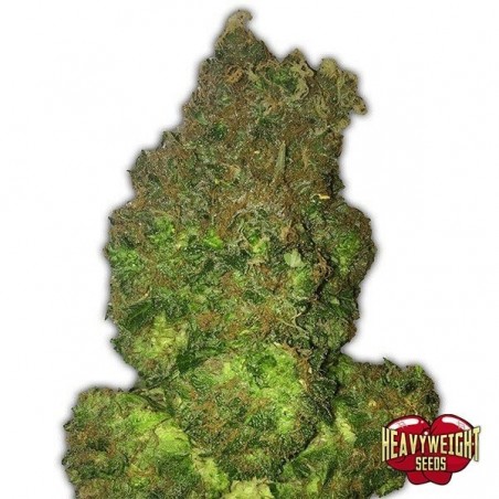 Plant de cannabis