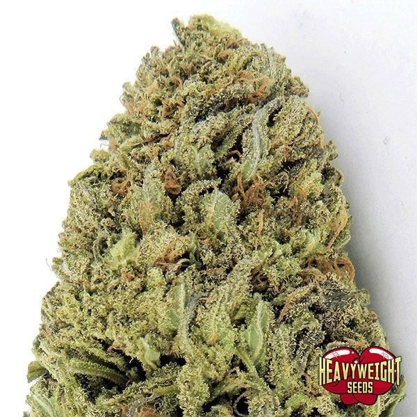 Voir Plante de marijuana