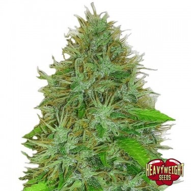 Plante de marijuana 2Fast 2Vast Auto