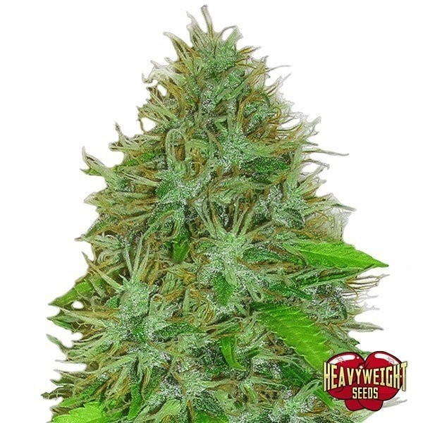 Voir Plante de marijuana 2Fast 2Vast Auto