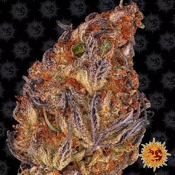 Voir Runtz Auto graine autofloraison Barney’s Farm - Grow Barato