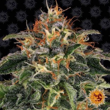 Moby Dick graine féminisée de Barney's Farm - Grow Barato