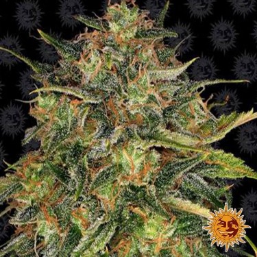 Cheese graine féminisée de Barney's Farm - Grow Barato