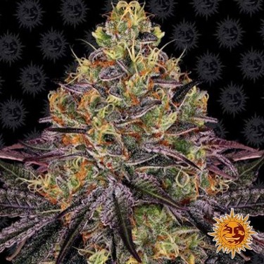 Watermelon Zkittlez de Barney's Farm - Grow Barato