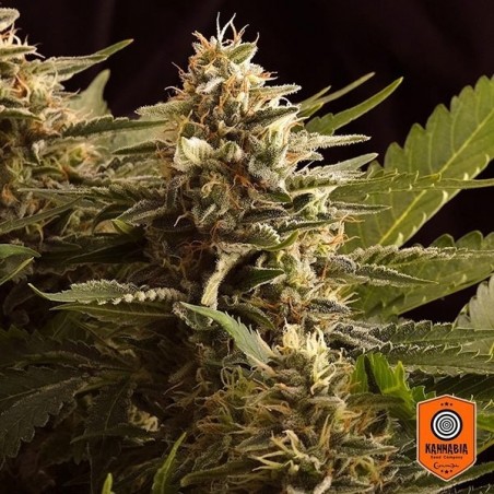 Plante de cannabis Colombian Jack