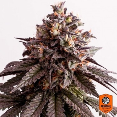 Plante de cannabis Gelato-K