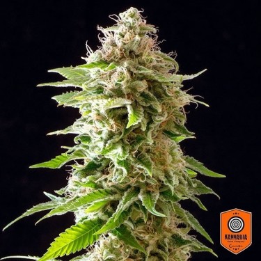 Cookies Haze Plante de cannabis