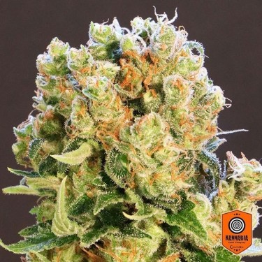 Plante de marijuana Diesel Glue