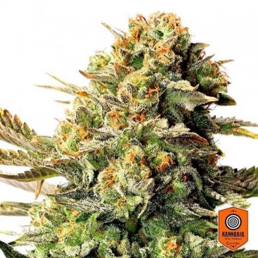 Plante de marijuana Russian Doll