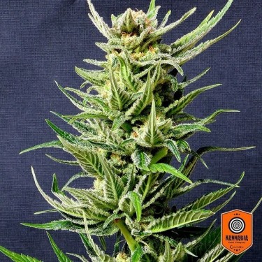 Plante de marijuana Karibbean Mango