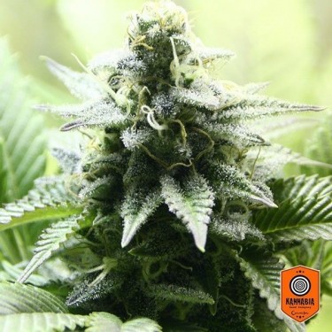 Indica Cream PLante de marijuana