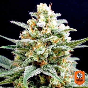 Plante de marijuana  Kritikal K