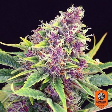Purple Kush Plante de marijuana