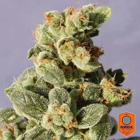 Gnomo Auto Plante de marijuana