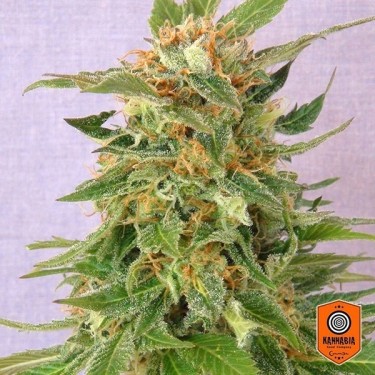 Ginger Punch Auto Plante de marijuana