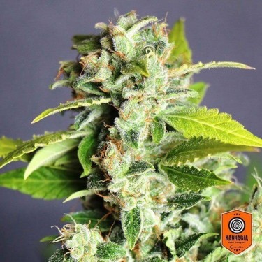 Mikromachine Auto Plante de cannabis