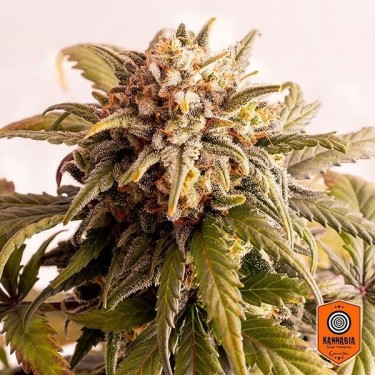 Speedy Boom auto Plante de marijuana