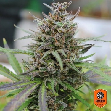 Baby Boom Auto Plante de marijuana