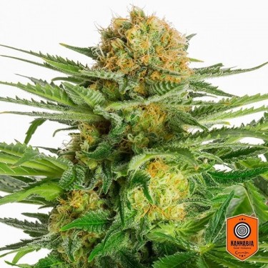 White Domina Plante de cannabis
