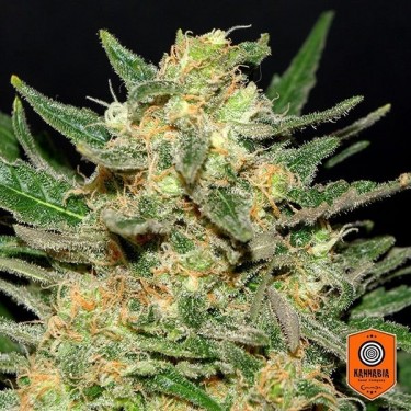 Plante de marijuana Thai Fantasy