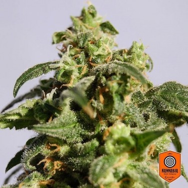 Plante de marijuana Skunk+