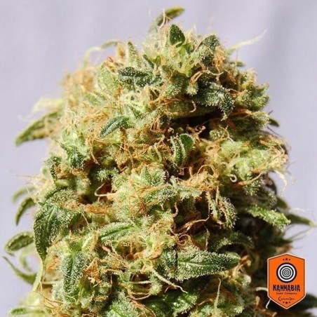Plante de marijuana La Reina de Africa aka Kaboom