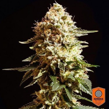Plante de cannabis La Blanca