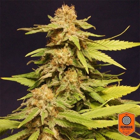 Big Bull Plante de cannabis