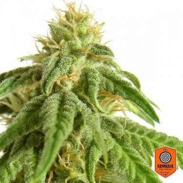 Afrodite Plante de cannabis