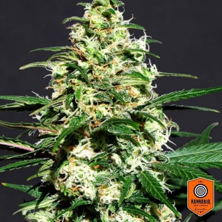 Amnesi K Plante de marijuana