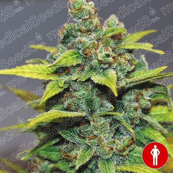 Voir Plante de cannabis Banana Zkittlez