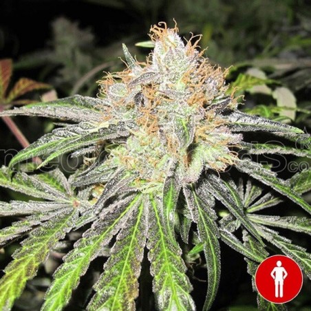 Plante de marijuana Deep Neville Régulière