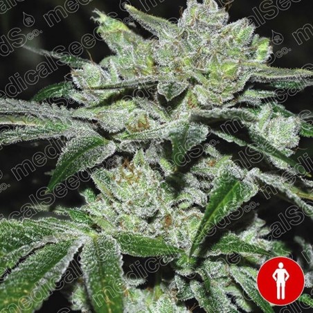 Sour Glue Plante de marijuana