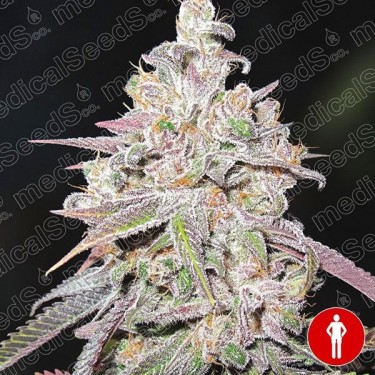 Plante de cannabis Mendocino Chanel Kush