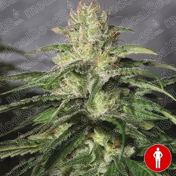 Voir Plante de cannabis Og Kush CBD