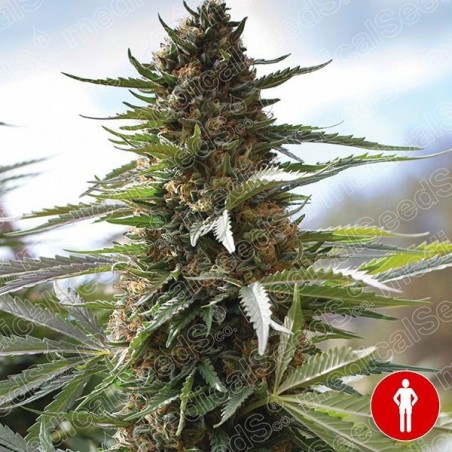 Plante de cannabis Over Dawg