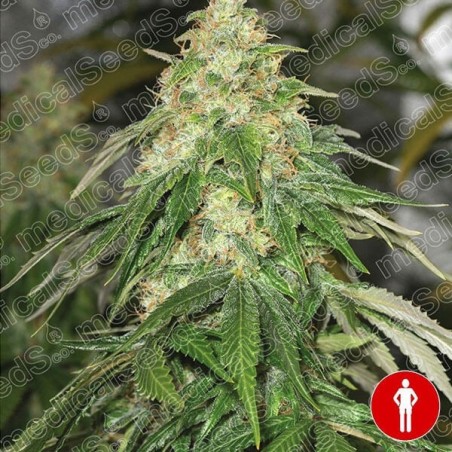 Plante de cannabis Some Sweet