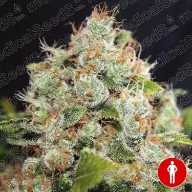 Plante de marijuana BCN Sour Diesel