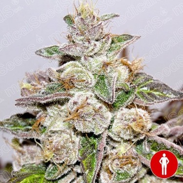 Plante de marijuana Mendocino Purple Kush