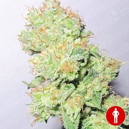 Y Griega CBD Plante de marijuana