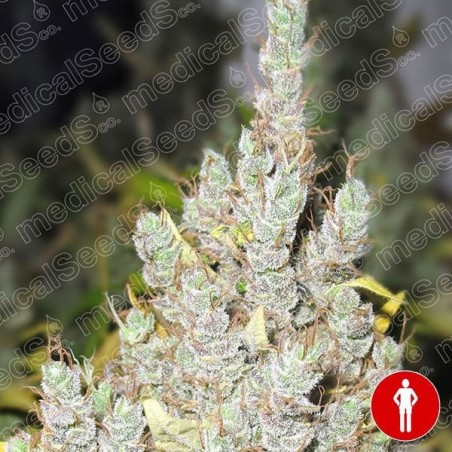 2046 Plante de marijuana