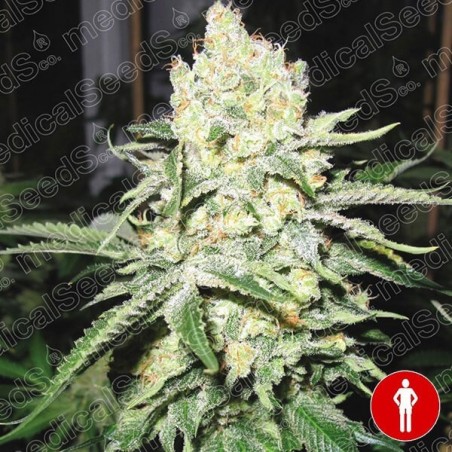 No Name Plante de cannabis