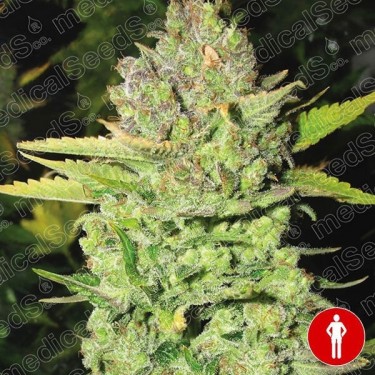 Devil Fruit Plante de cannabis