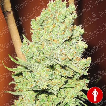 Channel + Plante de cananbis