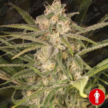 No Name Auto Plante de cannabis